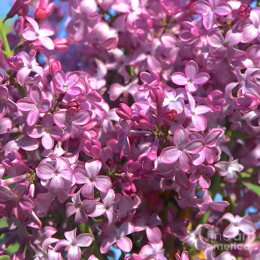 Lilacs Closeup Square Photograph by Carol Groenen