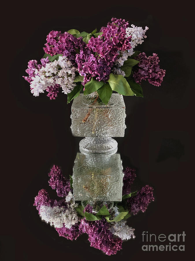 Lilacs Photograph by Diana Rajala