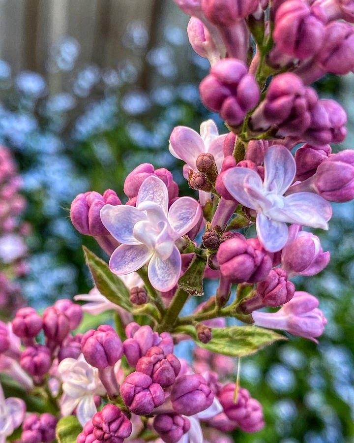 Lilacs in Bloom Photograph by Bonnie Bruno
