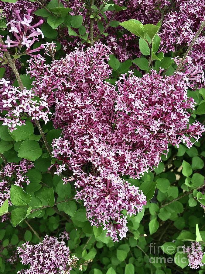 Lilacs In Pennsylvania  Photograph by Eunice Warfel
