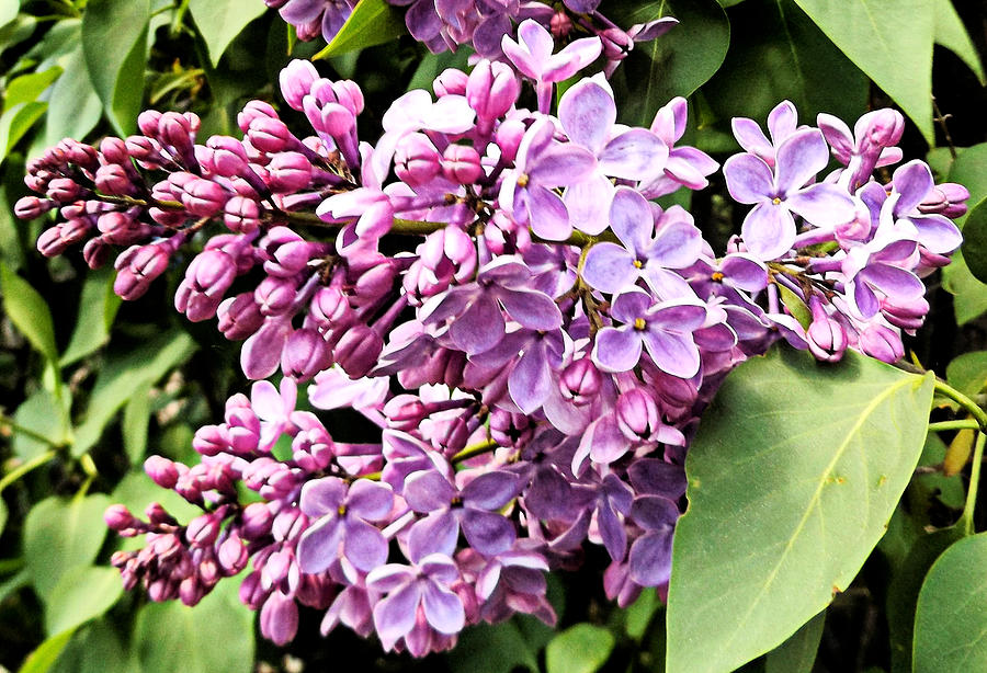 Lilacs in Spring Digital Art by Christopher Hollon - Fine Art America