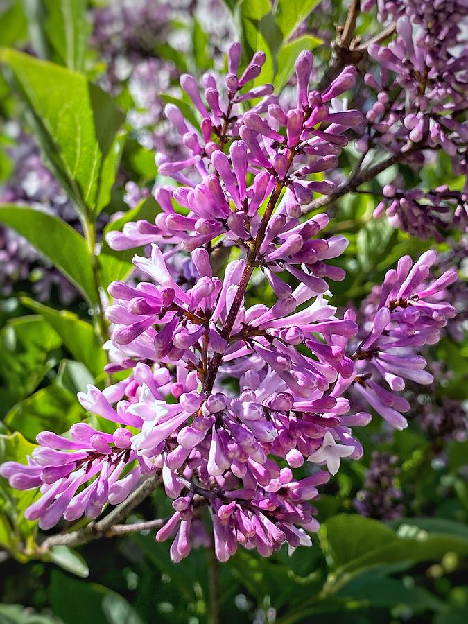 Lilacs in the Spring Photograph by Jerry Abbott