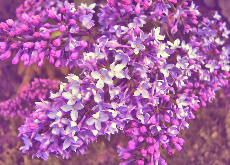 Lilacs Photograph by Jamart Photography