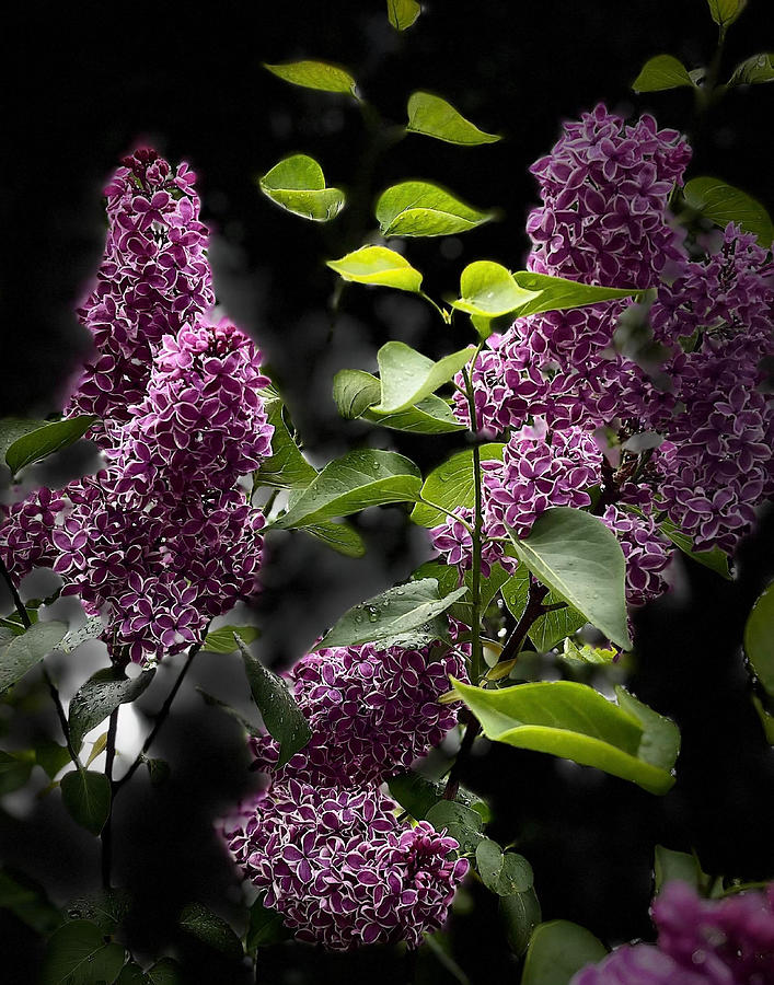 Lilacs Photograph