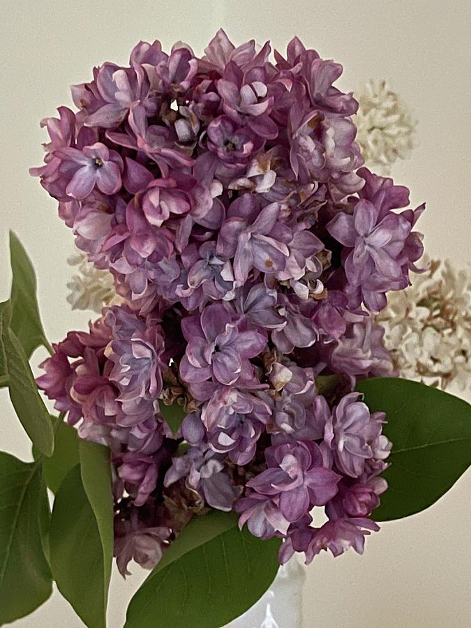 Lilacs  Photograph by Lisa White