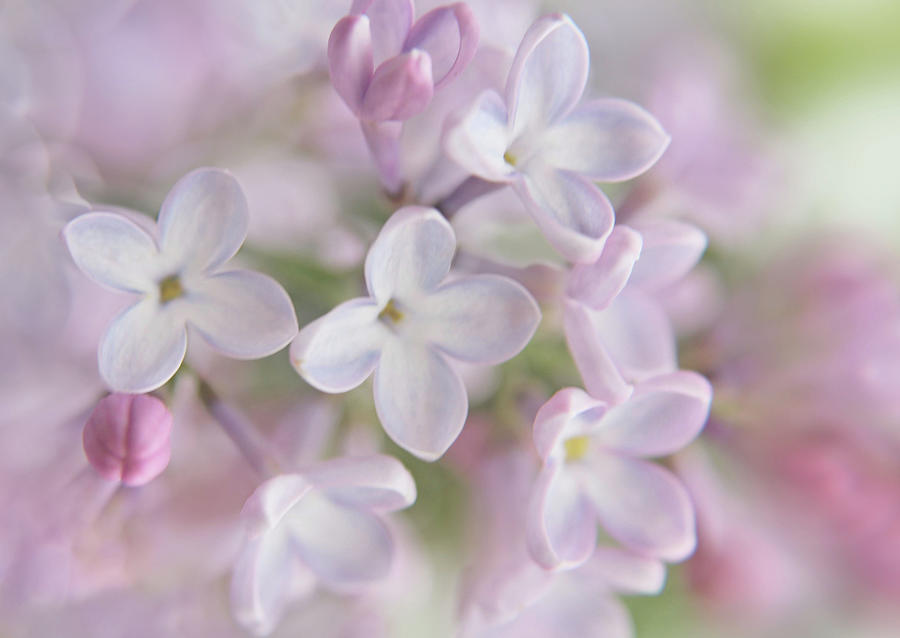 Lilac's Photograph by Nina Bradica - Fine Art America