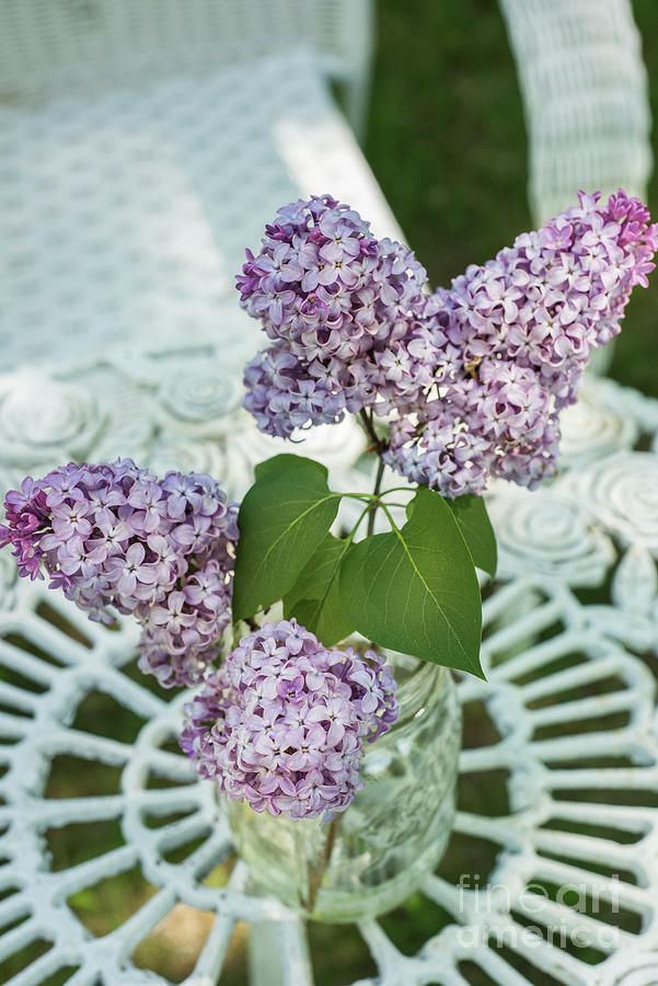 Lilacs on right Iron Table Photograph by Alana Ranney