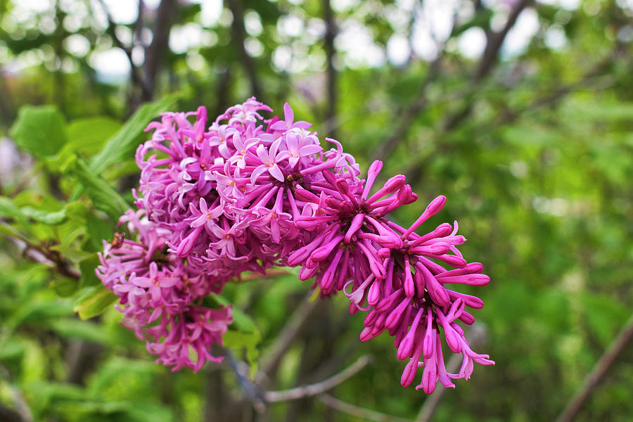 Lilacs ready to Bloom Photograph by Cathy Mahnke