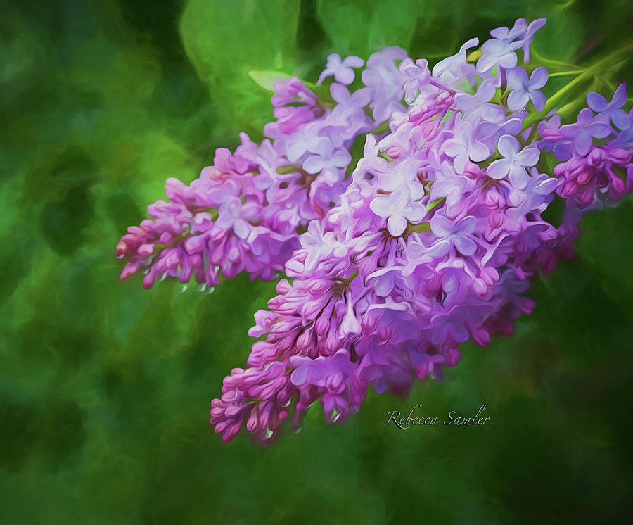 Lilacs Photograph by Rebecca Samler