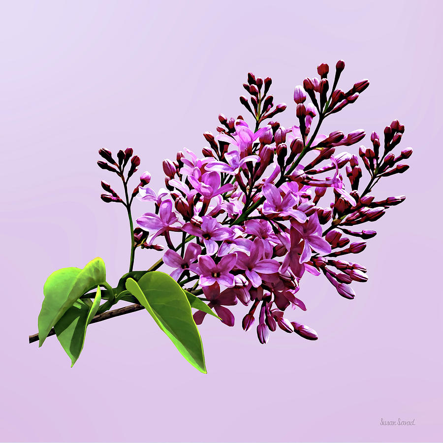 Lilacs Starting to Open Photograph by Susan Savad