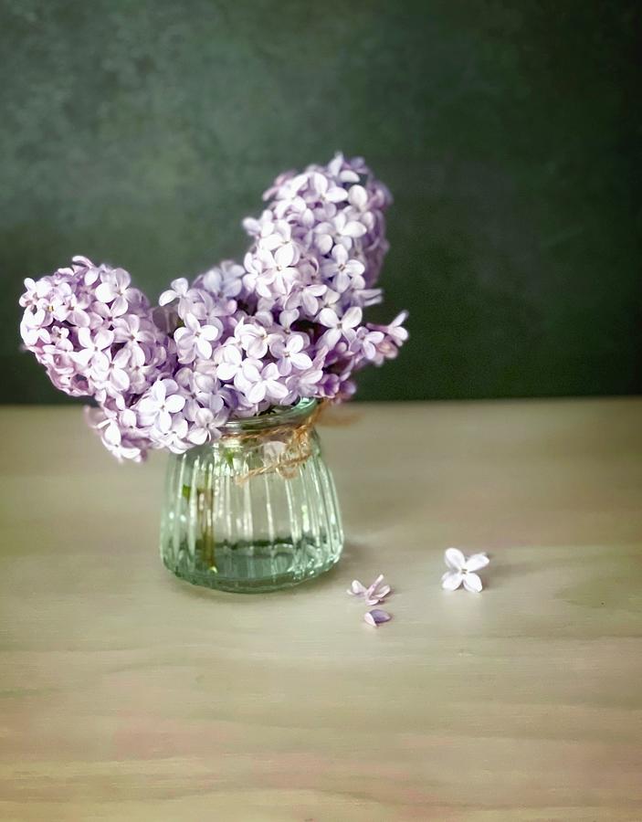 Lilacs Photograph by Steph Gabler