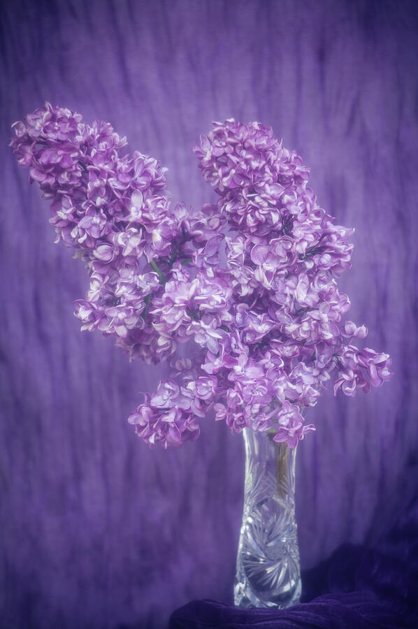 Lovely Lilac Bouquet Photograph by Marilyn Wilson