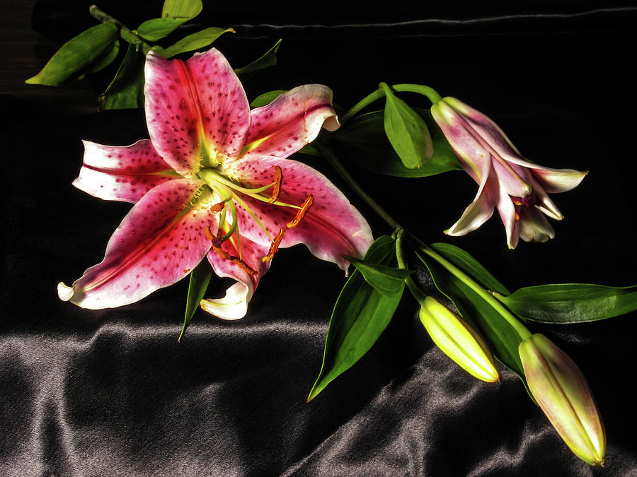 Lilies 250 Photograph