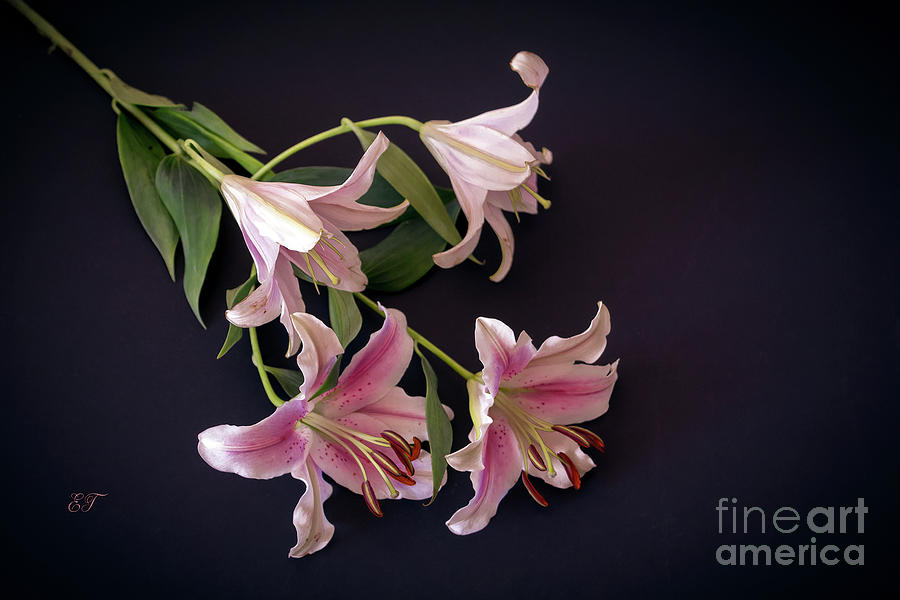 Lilies 3 Photograph by Elaine Teague