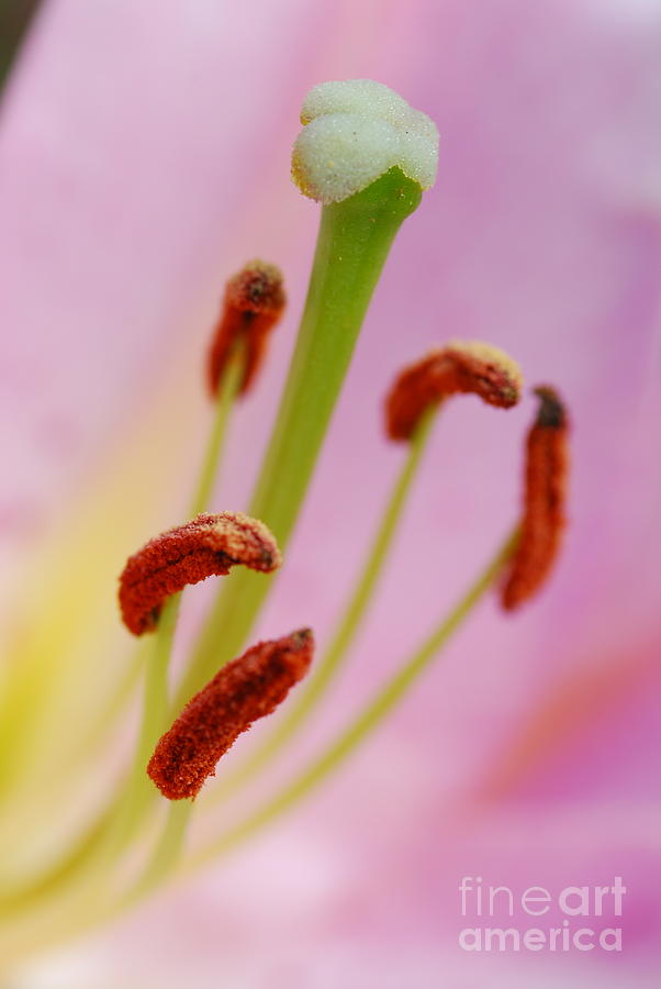 Lilies #4 Photograph by Stephanie Gambini