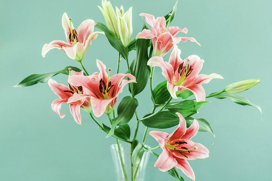 Lilies 6230 Photograph by Pamela S Eaton-Ford