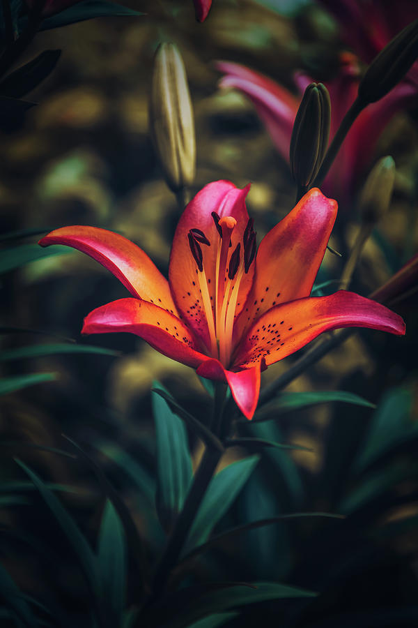 Lilies at Twilight Photograph by Tricia Louque