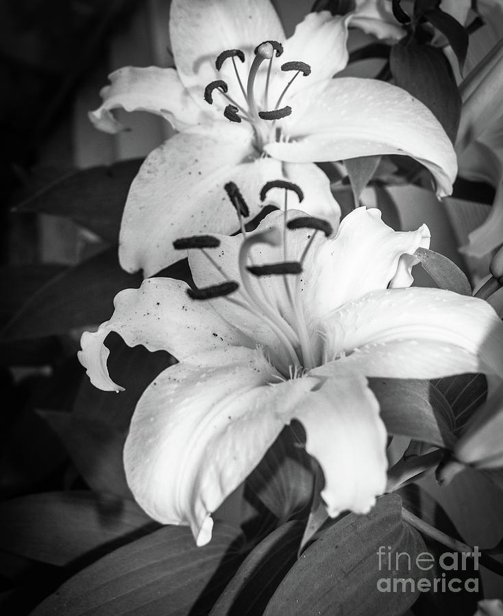 Lilies Black and White Photograph by Robert Bales