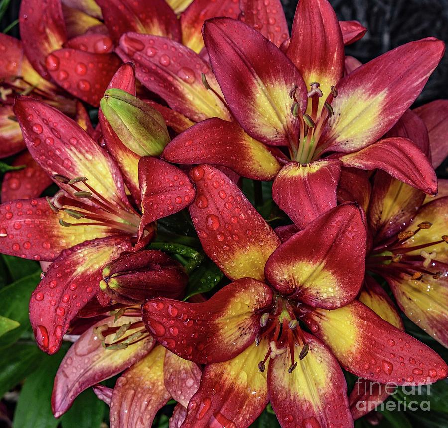 Lilies Blooming In Unison Photograph