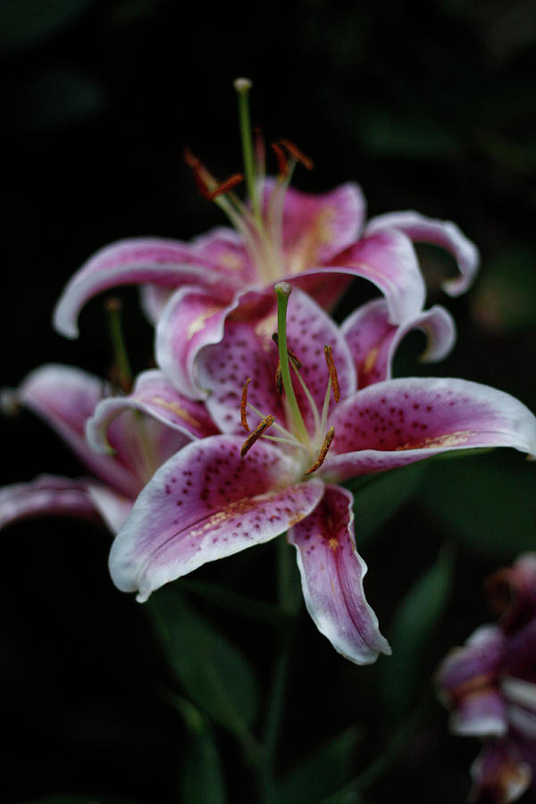 Lilies bouquet Digital Art by Kurt Liese - Fine Art America