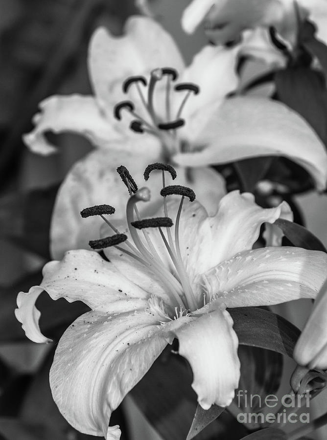 Lilies Close Up Photograph by Robert Bales