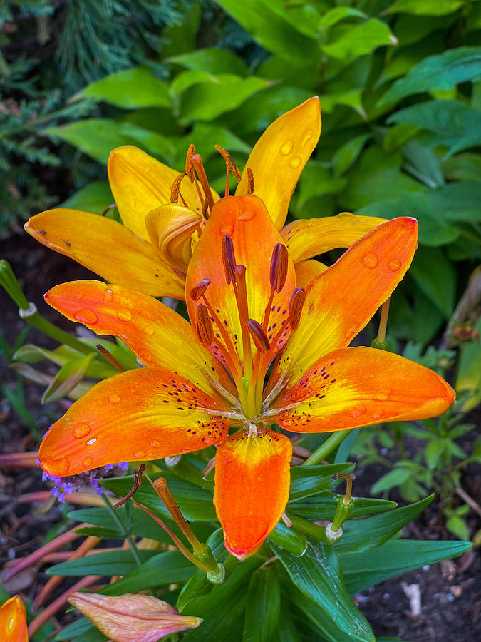Lilies  Photograph by Don Wright