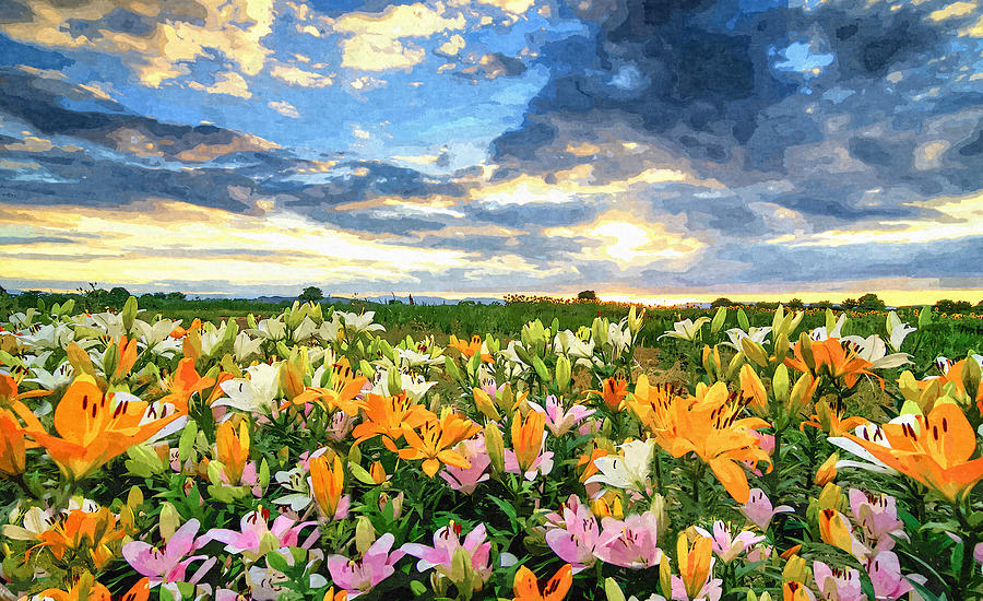 Lilies Field At Sunset Painted Digital Art Photograph by Sandi OReilly