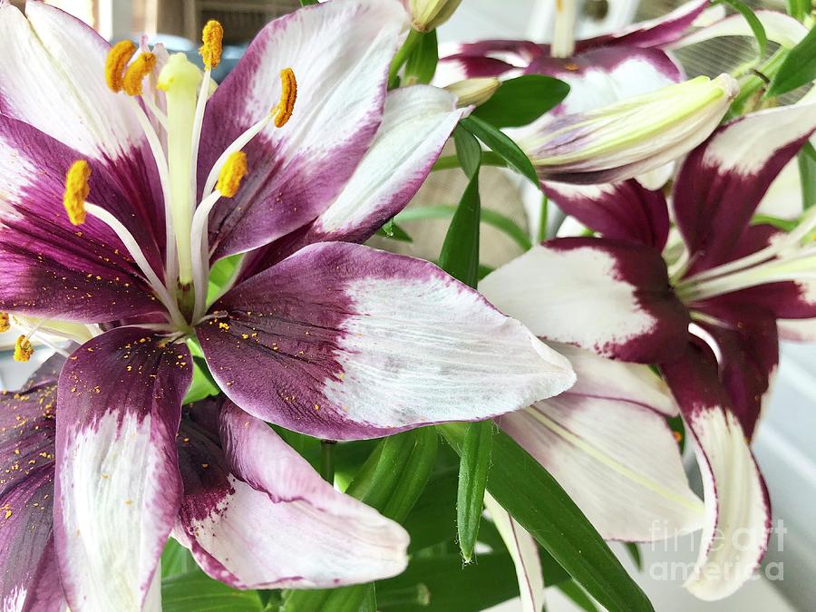 Lilies Photograph by Flavia Westerwelle