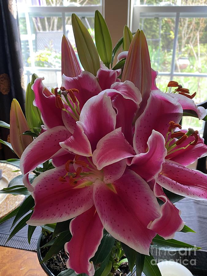 Stargazer Lilies for Easter in Clayton North Carolina Photograph by Catherine Ludwig Donleycott