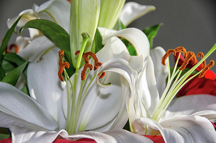 Lilies in a bouquet Photograph by Debra Baldwin