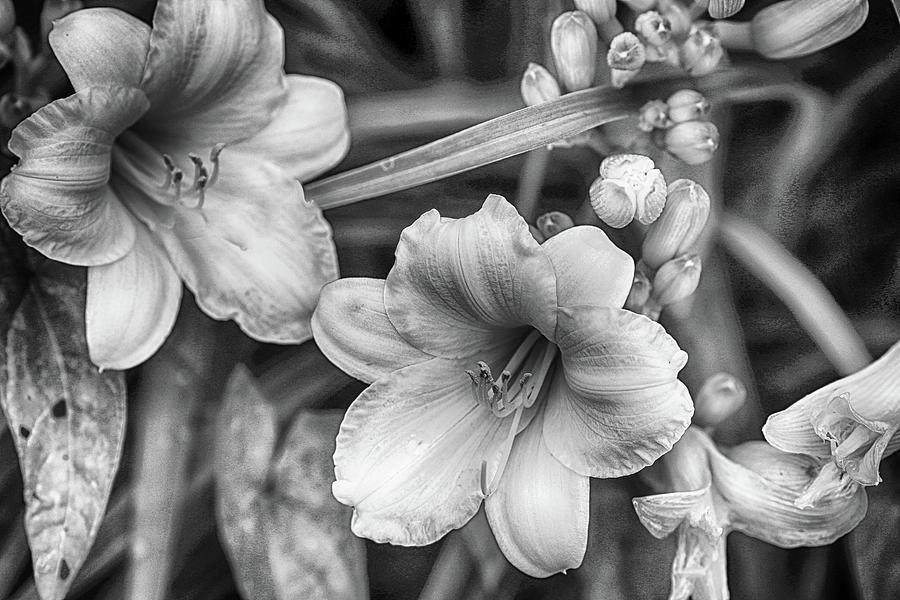 Lilies in Black and White 120723 Photograph by Mary Bedy