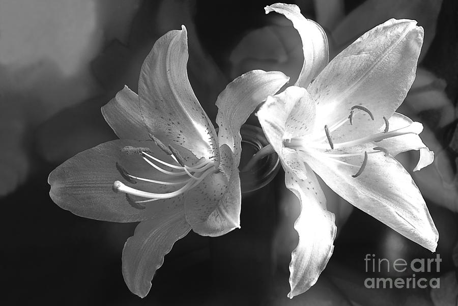 Lilies In Black And White. Photograph