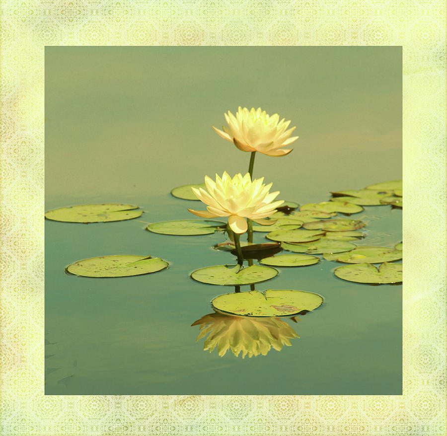 Lilies In Frame Photograph