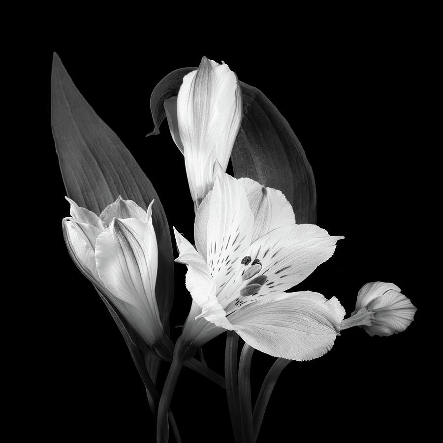 Lilies in Monochrome Photograph by Tom Mc Nemar