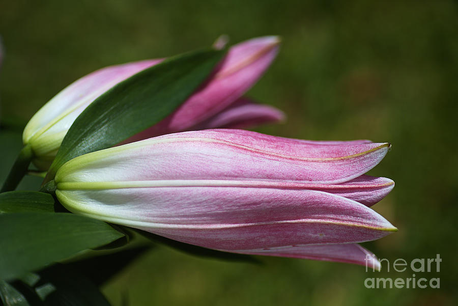 Lilies In Pink Photograph by Joy Watson