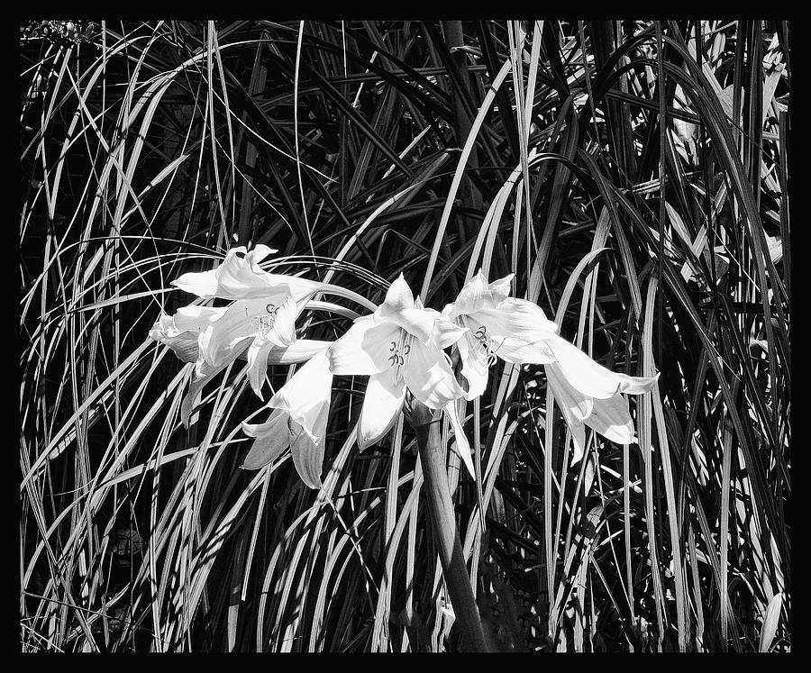Lilies in the Grass monochrome Photograph by Jeff Townsend
