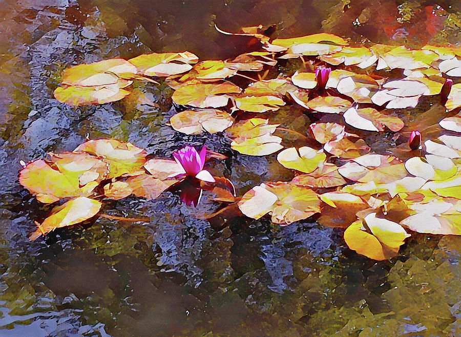 Lilies In The Pond Mixed Media