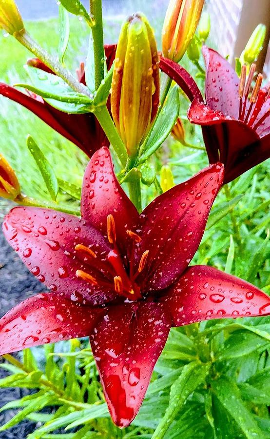 Lilies in the rain Photograph by Amy Bayliss - Fine Art America