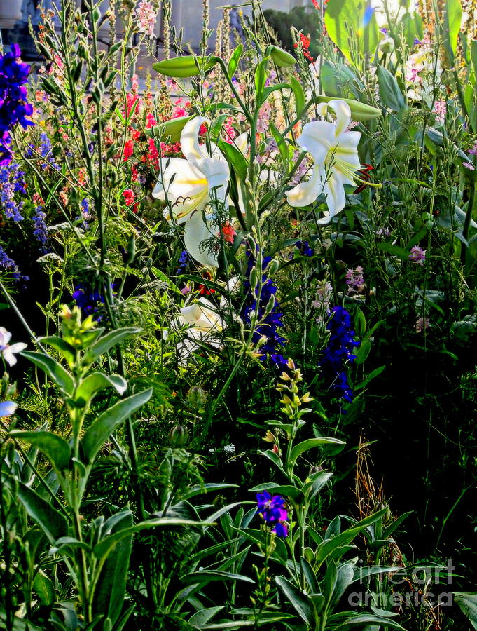 Lilies of the Fields Mixed Media by Nancy Kane Chapman