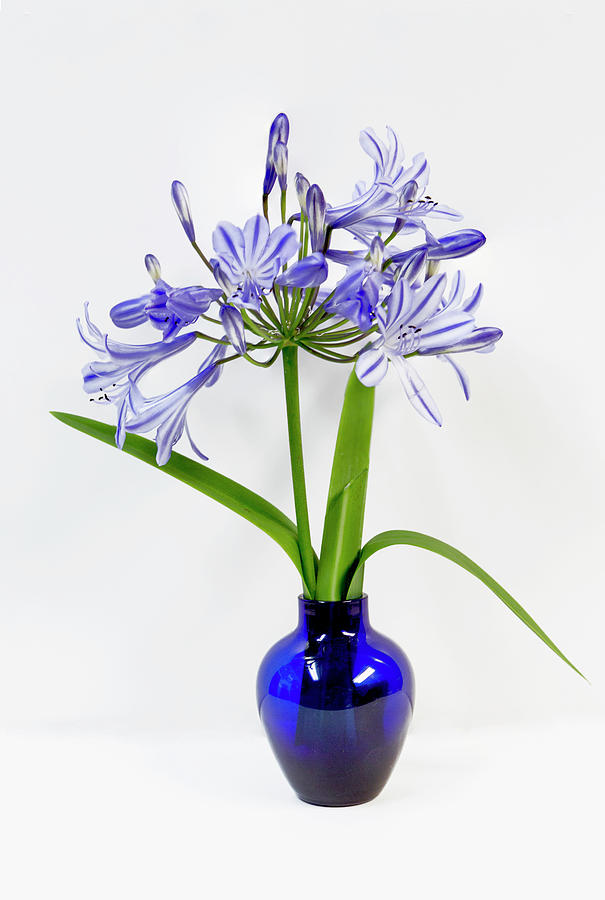 Lilies of the Nile in a Blue Vase Photograph by Her Arts Desire