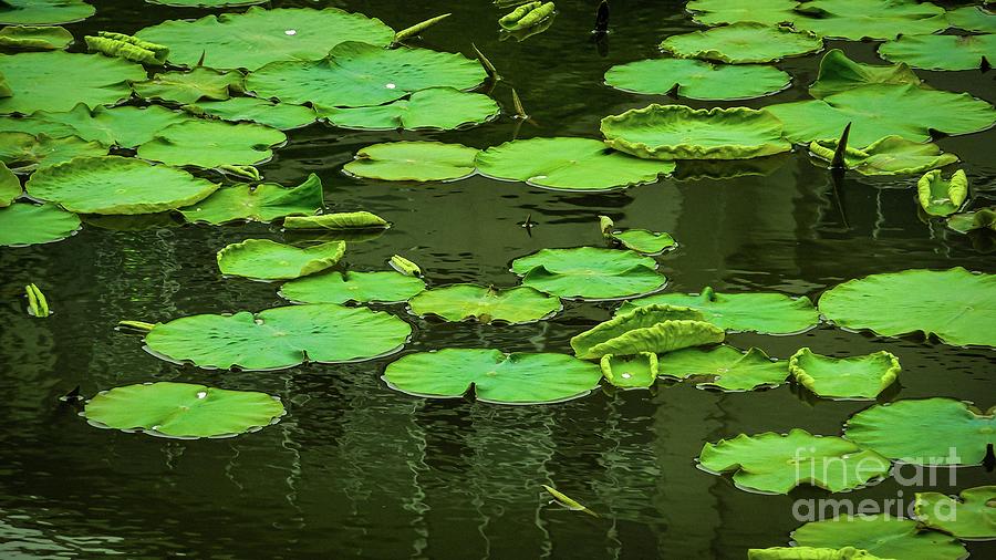 Lilies of the pond Photograph by Tim Ernst