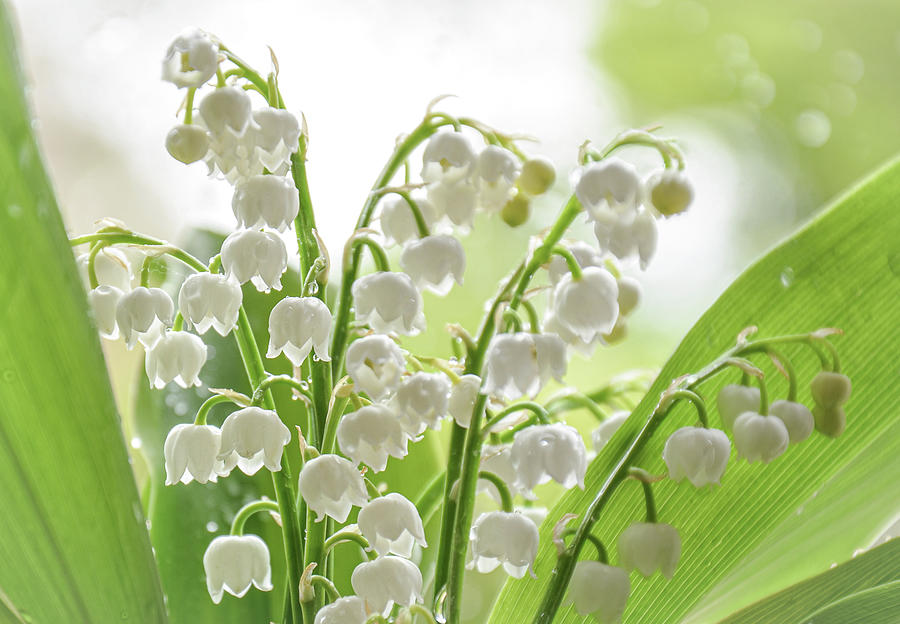 Lilies of the valley after rain... Photograph by Lyudmyla Pokryshen ...