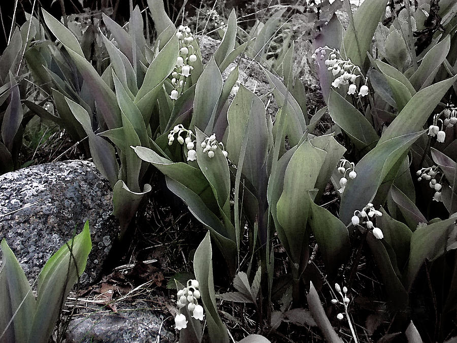 Lilies of the Valley Mindscape No 1 Photograph by Wayne King
