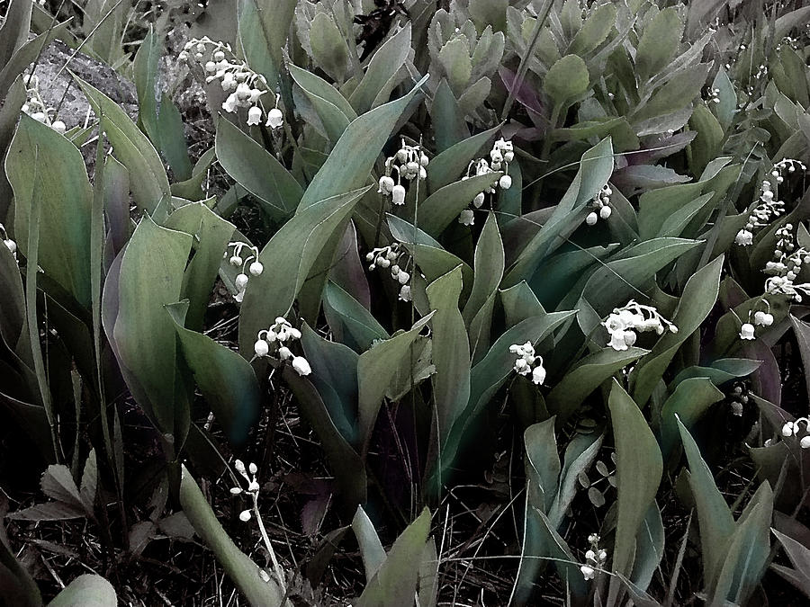 Lilies of the Valley No 2 Photograph by Wayne King