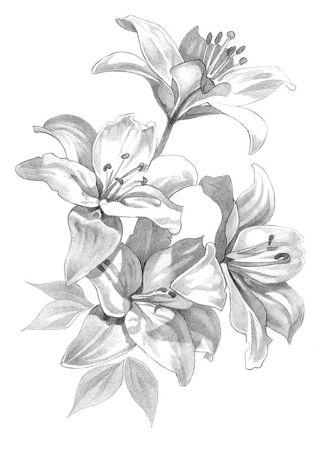 Lilies Pencil Drawing 1 Drawing by Matthew Hack Fine Art America