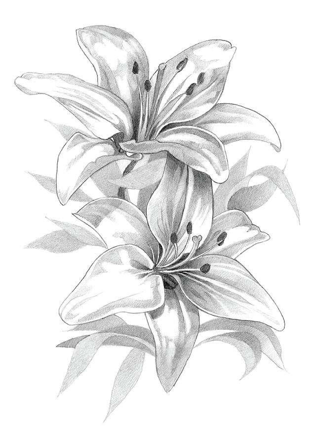 Lilies Pencil Drawing 2 Drawing by Matthew Hack - Fine Art America