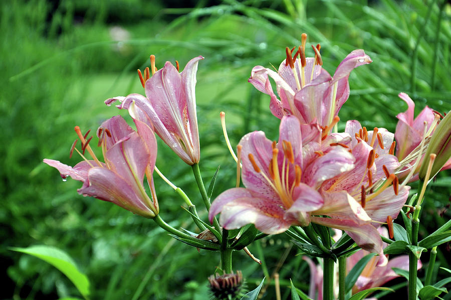 Lilies Photograph by Rick Hansen
