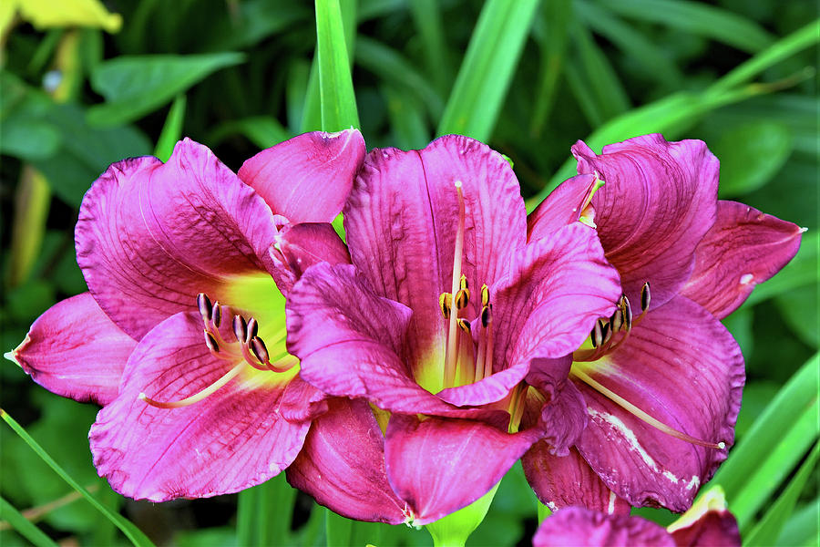 Lovely Lady Lilies Photograph