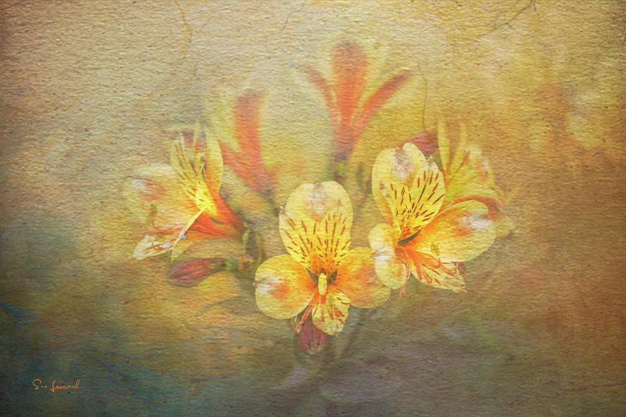 Lilies with textured background Photograph by Sue Leonard