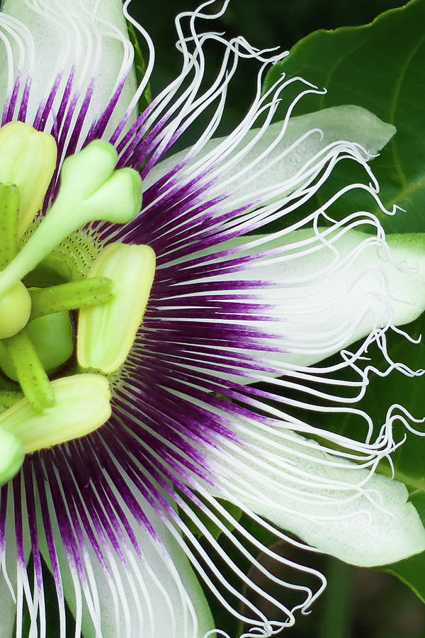 Liliquoi Flower Macro-Vert Photograph by Denise Bird